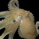 A member of the Octopus bimaculoides species